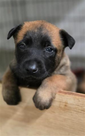 $800 : Belgian Malinois image 3