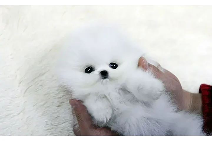 $200 : Pomeranian puppy image 2