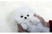 $200 : Pomeranian puppy thumbnail
