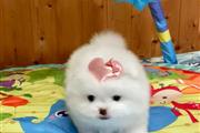 Teacup pomeranian puppies