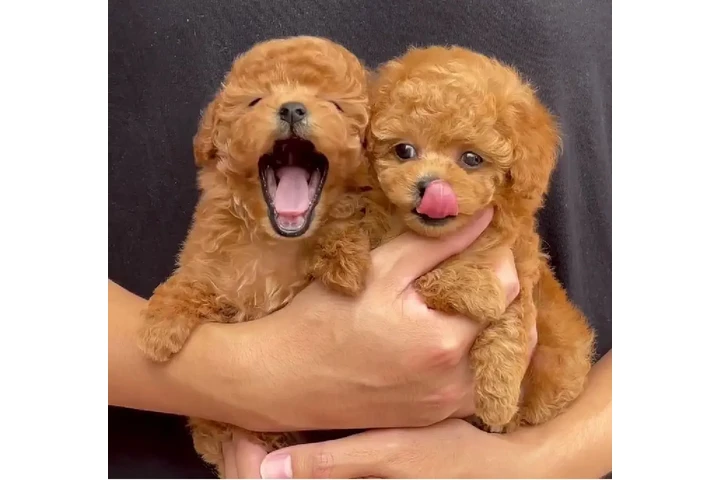 $400 : Cute Poodle & Maltese Puppies image 1