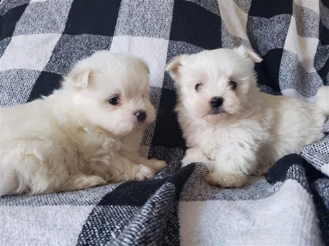 $300 : Maltese puppies for sale. image 1