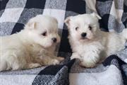 Maltese puppies for sale. en Arlington TX