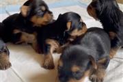 $500 : Yorkie babies for sale thumbnail