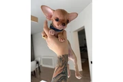 $250 : Chihuahua mini puppies thumbnail