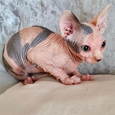 $600 : Male and Female Sphynx kittens image 3