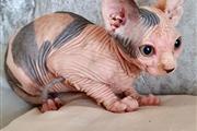 $600 : Male and Female Sphynx kittens thumbnail