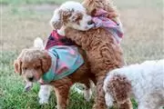 GOLDENDOODLE F1BB F3