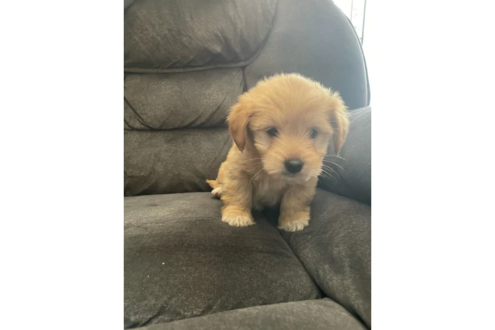 $350 : Cachorros shihtzu maltes image 9