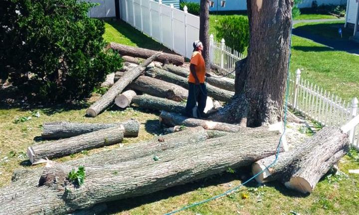PROFESSIONAL TREE SERVICES image 1