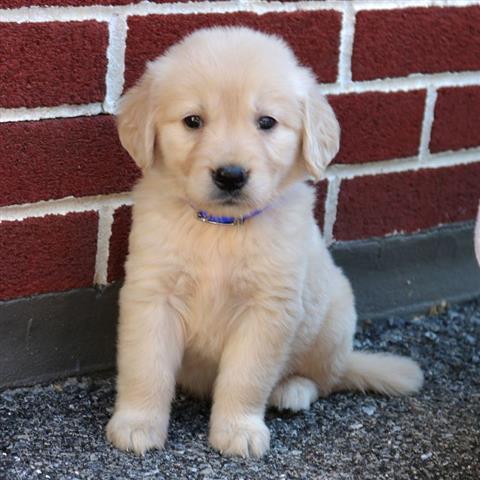 $350 : Golden retriever image 2