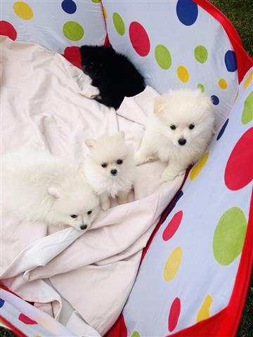 $500 : Pomeranians for Sale image 1