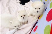 Pomeranians for Sale en Avon Park