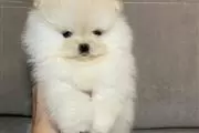 $500 : Teacup Pomeranian puppies thumbnail