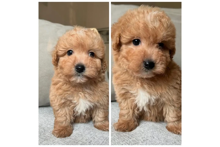 $600 : Maltipoo puppies image 2