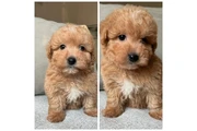 $600 : Maltipoo puppies thumbnail