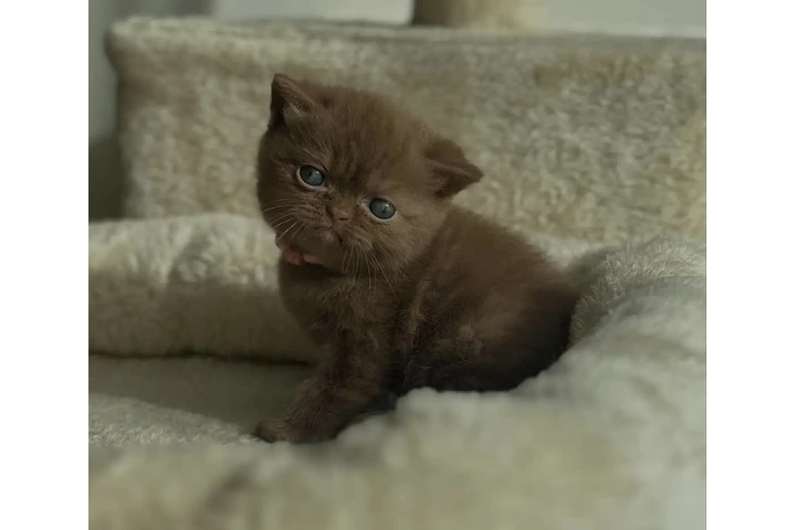 $280 : British shorthaired For sale image 2