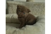 $280 : British shorthaired For sale thumbnail