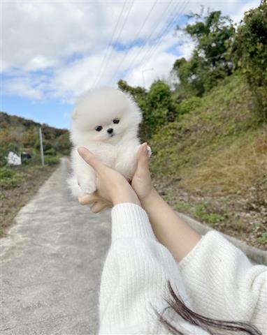 $250 : Teacup Pomeranian puppies image 2