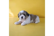 Shih Tzu taza de té en Fort Lauderdale