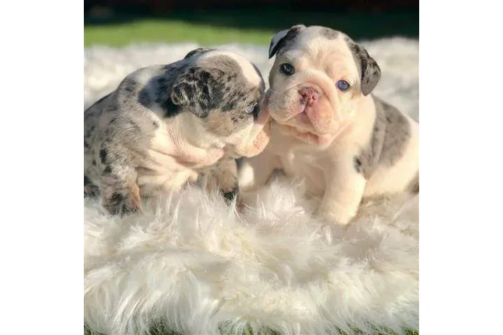 $500 : Preciosos cachorros de Bulldog image 1