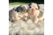 Preciosos cachorros de Bulldog