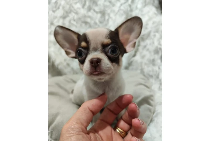 $350 : Chihuahua puppy for sale image 3