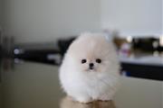 $300 : POMERANIAN PUPPIES FOR SALE thumbnail