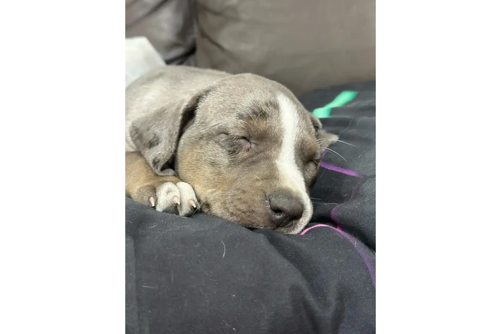 $1800 : Purebred Catahoula - FM image 3