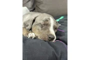 $1800 : Purebred Catahoula - FM thumbnail