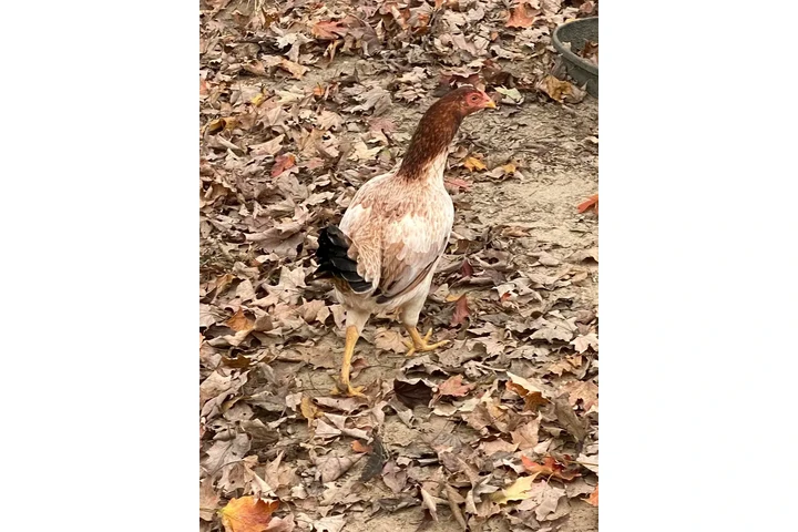 $200 : Chicken roster image 6