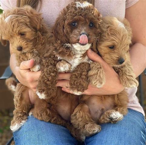 $550 : Cute Maltipoo Puppies For Sale image 3