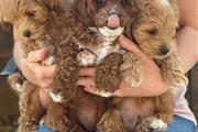 $550 : Cute Maltipoo Puppies For Sale thumbnail