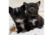 $400 : Gorgeous Chihuahua Puppies thumbnail