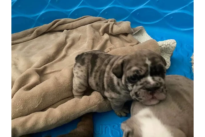$350 : Bulldog inglés image 4