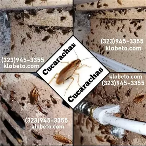 PEST CONTROL SERVICES NEAR ME. image 4