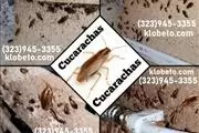 PEST CONTROL SERVICES NEAR ME. thumbnail