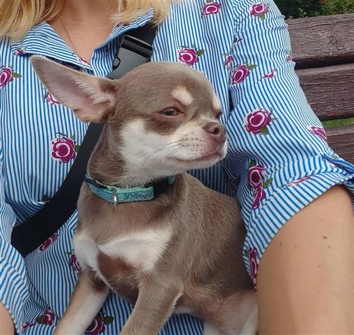 $310 : Chihuahua Puppies image 2