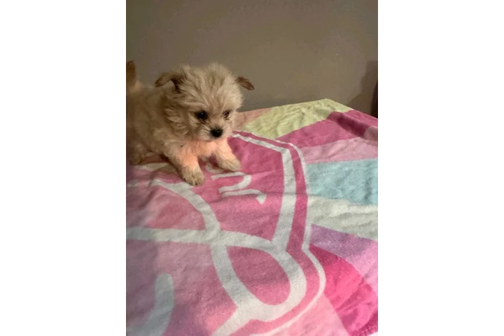 🐶 PERRITOS EN VENTA 🐶 image 6