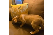 $1999 : Mastiff Australian Sheppards thumbnail