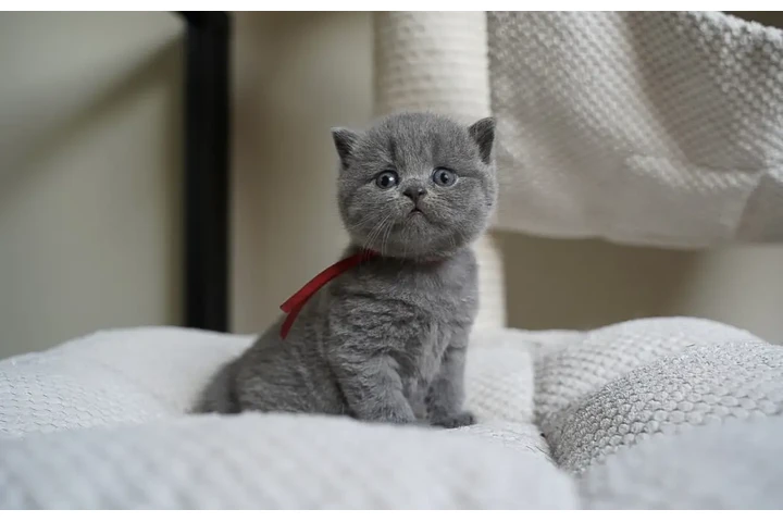 $310 : Boy BSH Available image 1