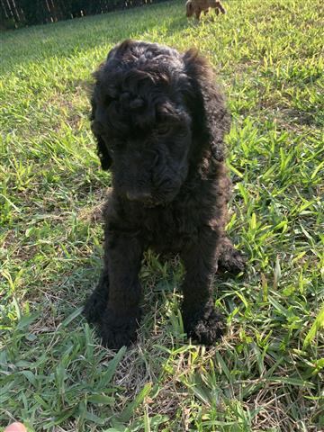 Standard Poodle puppies image 4