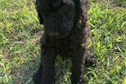 Standard Poodle puppies thumbnail