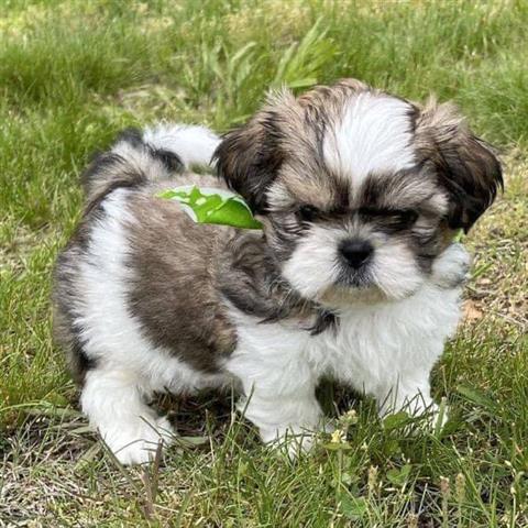 $300 : Cute shih tzu puppies image 1