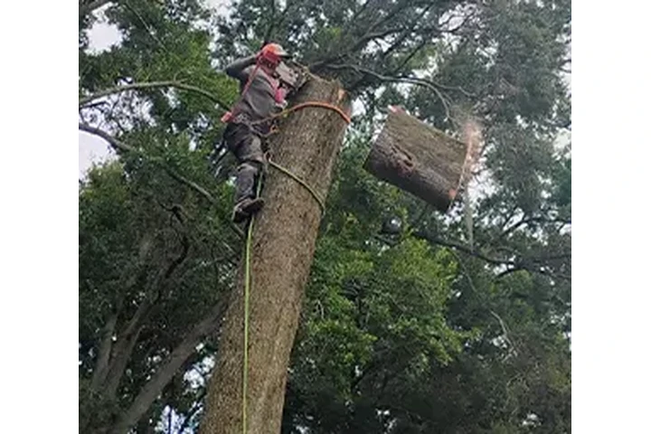 TREE SERVICES image 6