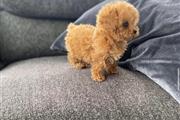 $400 : Adorable poodle puppy for sale thumbnail