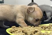 $346 : Blue and Champagne Chihuahua thumbnail