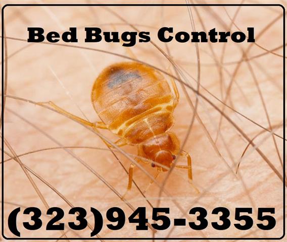 PEST CONTROL MAYWOOD - 24/7 image 7