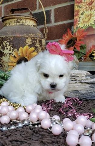 $350 : Maltese puppies for adoption image 2
