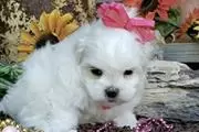 $350 : Maltese puppies for adoption thumbnail